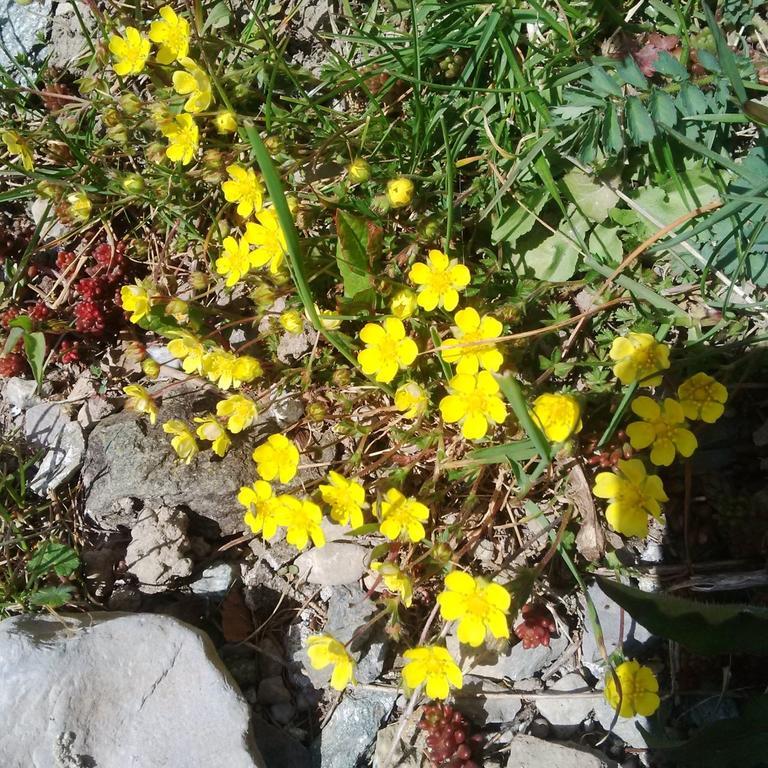 Cadorna Chalet Veleso Εξωτερικό φωτογραφία